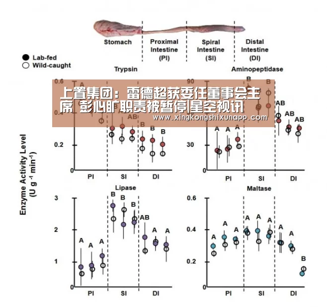 上置集团:雷德超获委任董事会主席 彭心旷职责被暂停|星空视讯(图2) 星空赛事